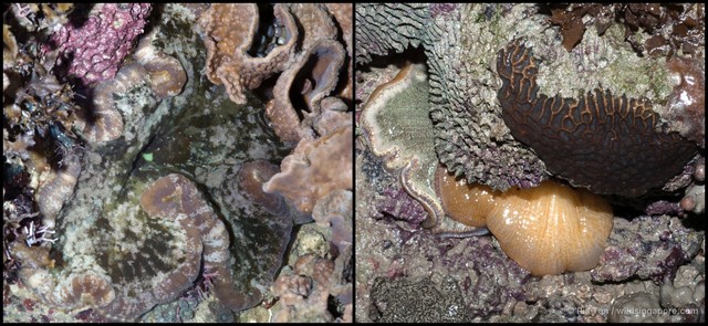 Cryptodendrum adhaesivum • © Ria Tan • All Rights Reserved