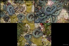 Rhodactis inchoata • © Rene Ong • All Rights Reserved