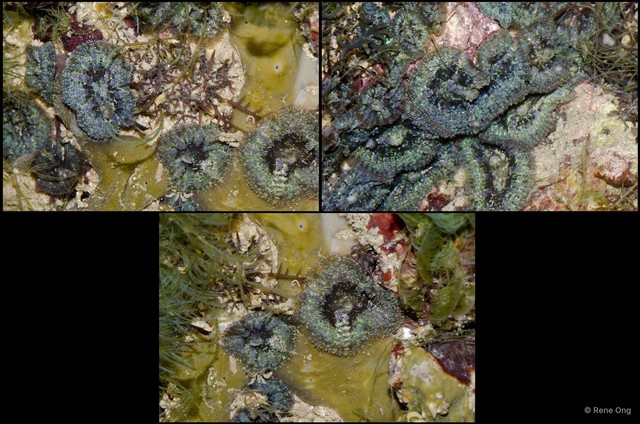 Rhodactis inchoata • © Rene Ong • All Rights Reserved
