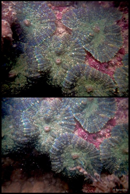 Rhodactis inchoata