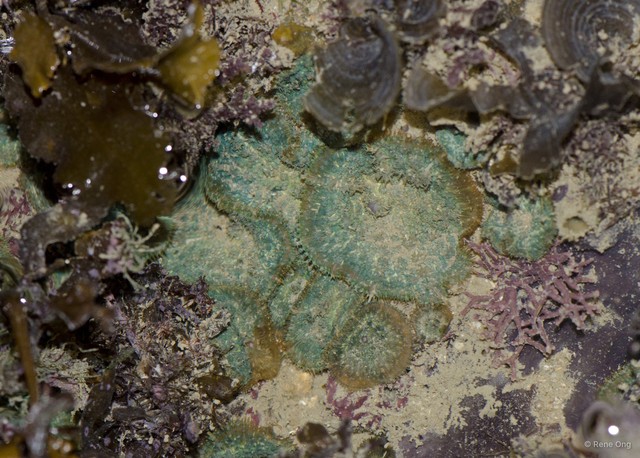Rhodactis inchoata