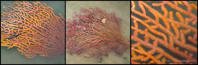 Echinogorgia sp. "f899ad9d" • © Ria Tan • All Rights Reserved