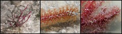 Echinomuricea pulchra