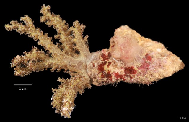 Alcyoniidae sp. "IP0313" • © REL • All Rights Reserved