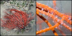 Astrogorgia sp. "f899ad94"