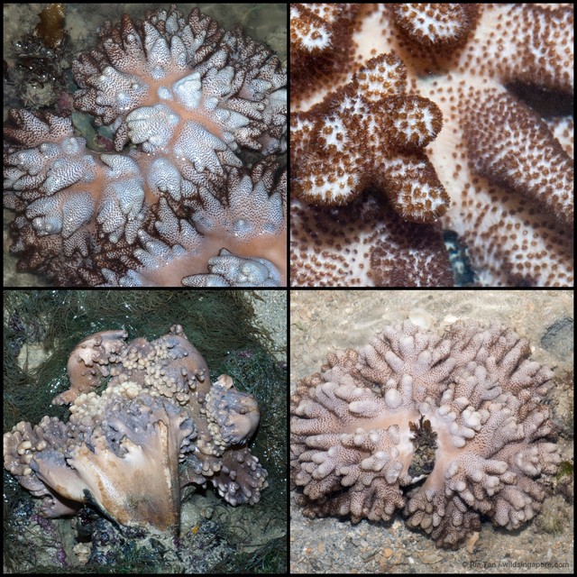 Cladiella sp. "f899ad6d" • © Ria Tan • All Rights Reserved