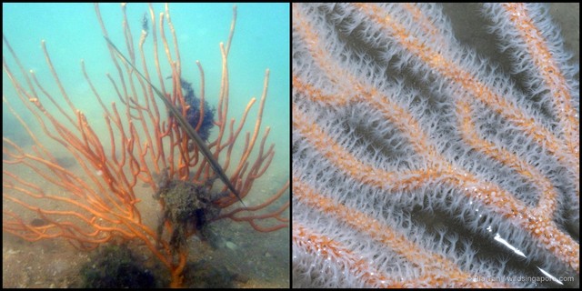 Euplexaura sp. "f899ada6" • © Ria Tan • All Rights Reserved