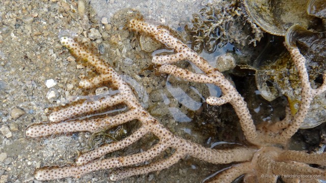 Gorgoniidae sp. "f899ada3" • © Ria Tan • All Rights Reserved