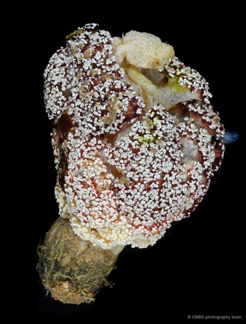 Dendronephthya sp. "00ebb419" • © CMBS photography team • All Rights Reserved