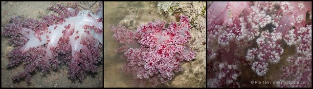 Dendronephthya sp. "f899ad7c" • © Ria Tan • All Rights Reserved