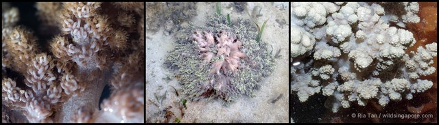 Nephthea sp. "f899ad85" • © Ria Tan • All Rights Reserved