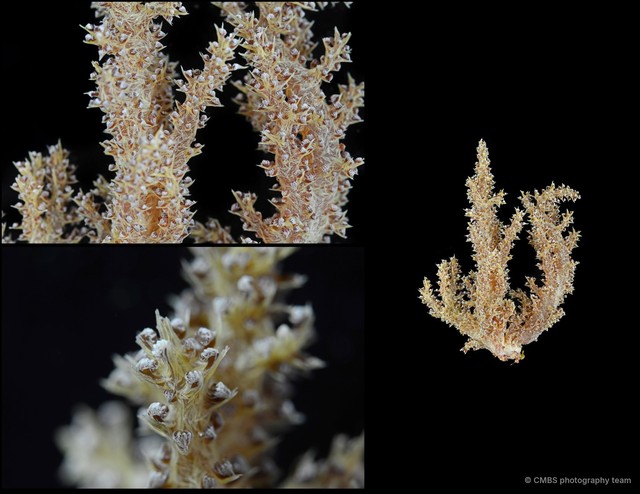 Stereonephthya sp. "00ebb482" • © CMBS photography team • All Rights Reserved