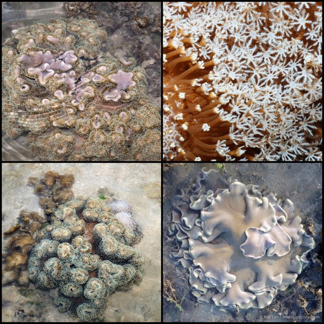 Sarcophyton sp. "f899ad70" • © Ria Tan • All Rights Reserved