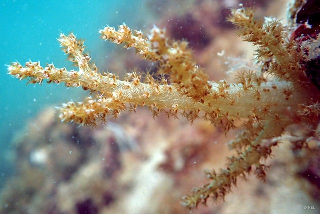 Sarcophyton sp. "IP0071" • © REL • All Rights Reserved