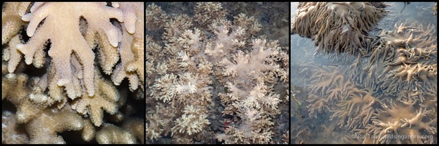 Sinularia sp. "f899ad79" • © Ria Tan • All Rights Reserved