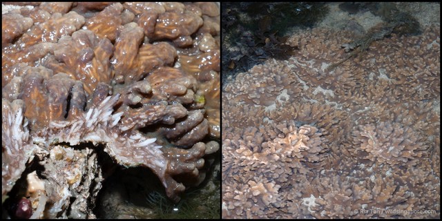 Sinularia brassica
