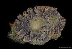 Sinularia brassica • © CMBS photography team • All Rights Reserved