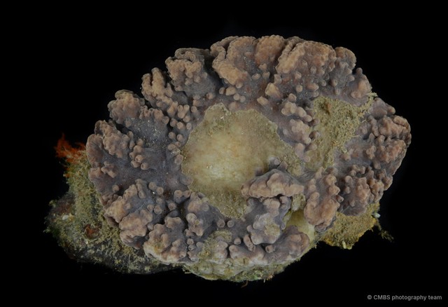 Sinularia brassica • © CMBS photography team • All Rights Reserved