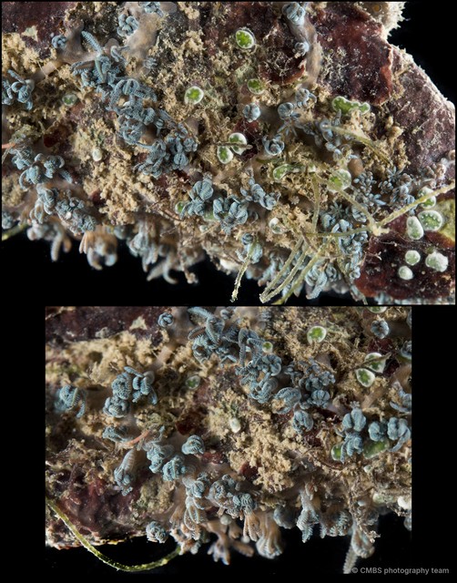 Sansibia sp. "00ebb422" • © CMBS photography team • All Rights Reserved