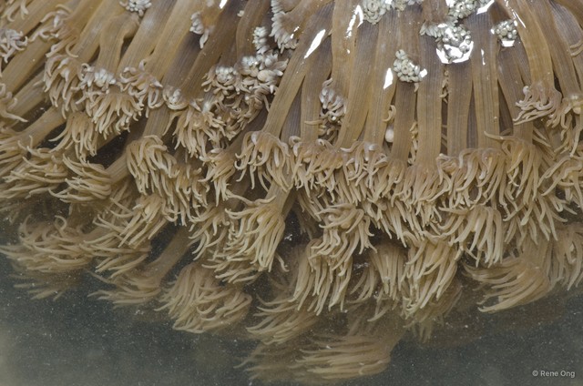 Scleractinia sp. "Anemone coral 2" • © Rene Ong • All Rights Reserved