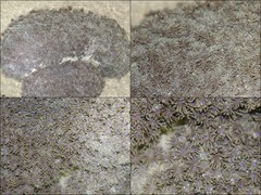 Scleractinia sp. "Anemone coral 3"