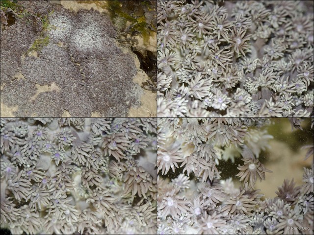 Scleractinia sp. "Anemone coral 4" • © Rene Ong • All Rights Reserved