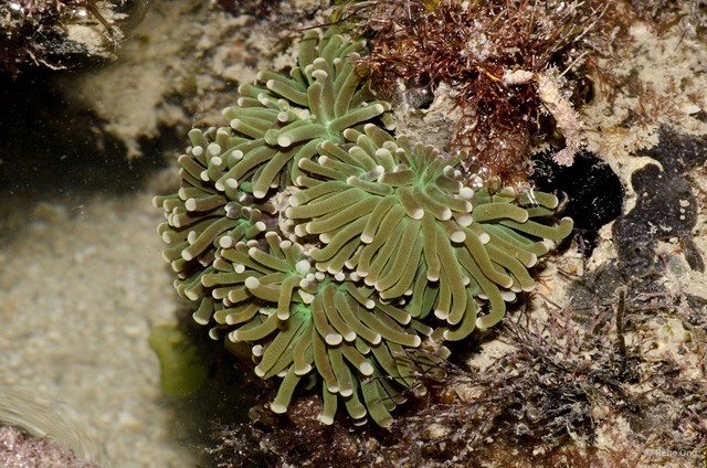 Scleractinia sp. "Anemone coral 5" • © Rene Ong • All Rights Reserved