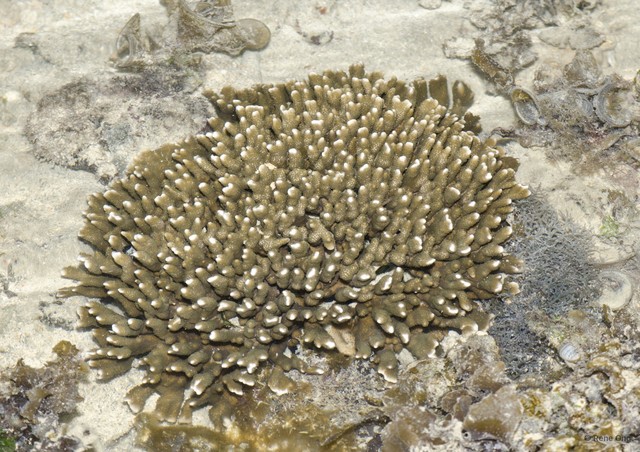 Scleractinia sp. "Branching coral 2" • © Rene Ong • All Rights Reserved