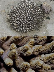 Scleractinia sp. "Branching coral 4"
