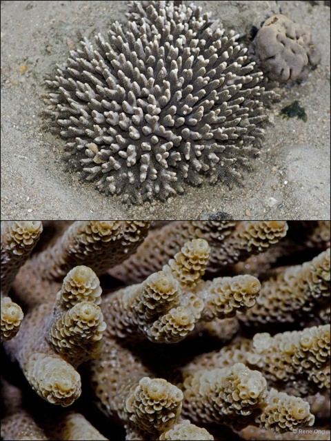 Scleractinia sp. "Branching coral 4" • © Rene Ong • All Rights Reserved