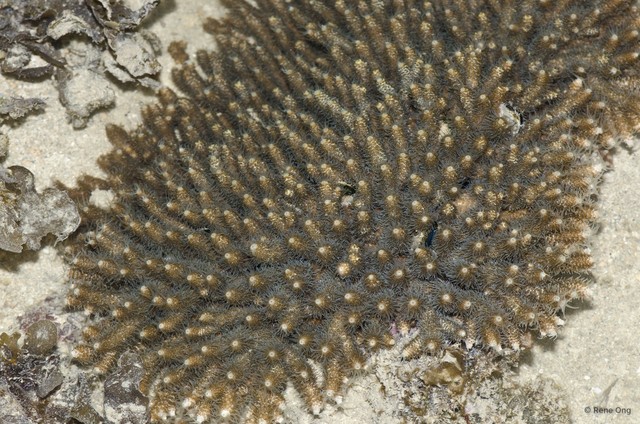 Scleractinia sp. "Branching coral 5" • © Rene Ong • All Rights Reserved