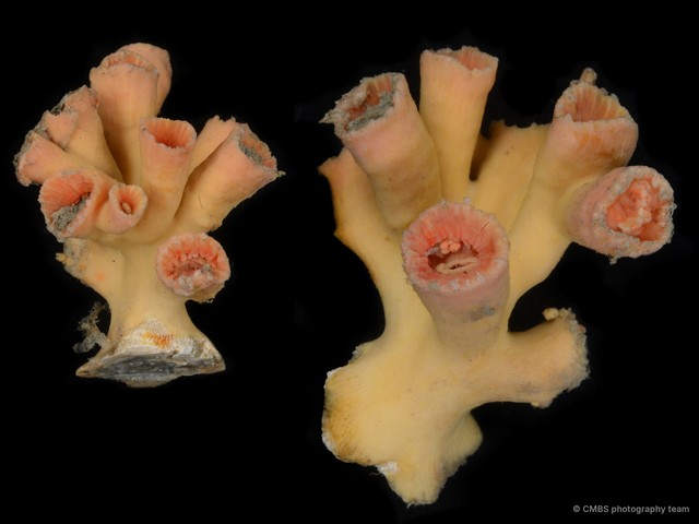 Scleractinia sp. "Coral" • © CMBS photography team • All Rights Reserved