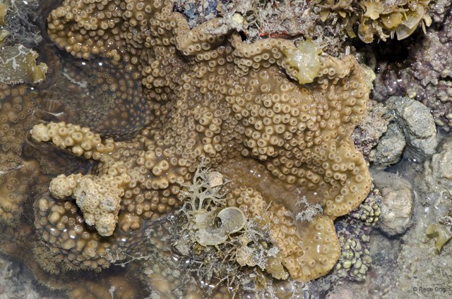 Scleractinia sp. "Disk coral 1" • © Rene Ong • All Rights Reserved
