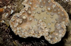 Scleractinia sp. "Disk coral 3"