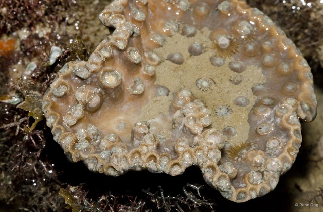 Scleractinia sp. "Disk coral 3" • © Rene Ong • All Rights Reserved