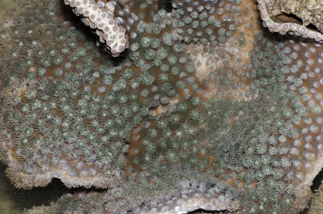 Scleractinia sp. "Disk coral 5" • © Rene Ong • All Rights Reserved