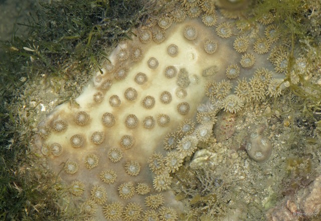 Scleractinia sp. "Disk coral 6" • © Rene Ong • All Rights Reserved