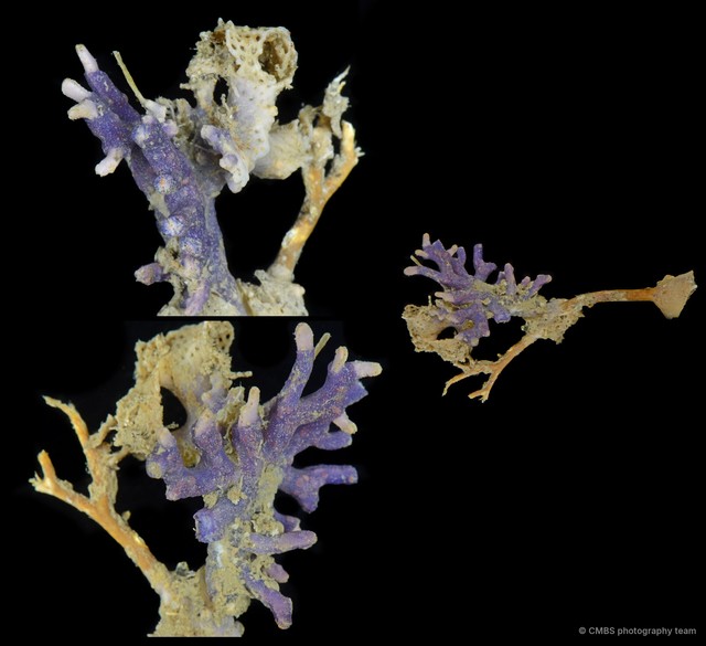 Scleractinia sp. "Encrusting coral" • © CMBS photography team • All Rights Reserved