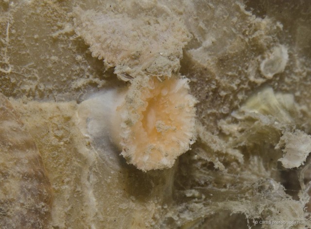 Scleractinia sp. "Hard coral 1" • © CMBS photography team • All Rights Reserved