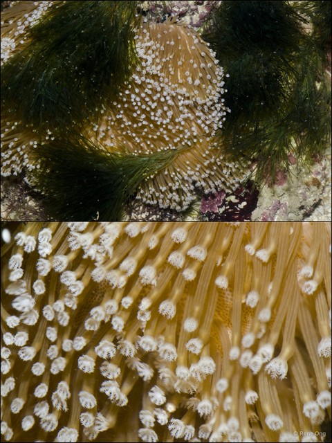 Scleractinia sp. "Hard coral 10" • © Rene Ong • All Rights Reserved