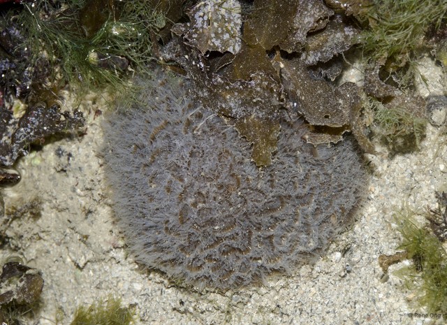 Scleractinia sp. "Hard coral 11" • © Rene Ong • All Rights Reserved