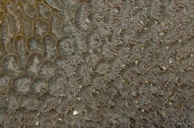 Scleractinia sp. "Hard coral 12" • © Rene Ong • All Rights Reserved
