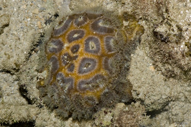 Scleractinia sp. "Hard coral 14" • © Rene Ong • All Rights Reserved