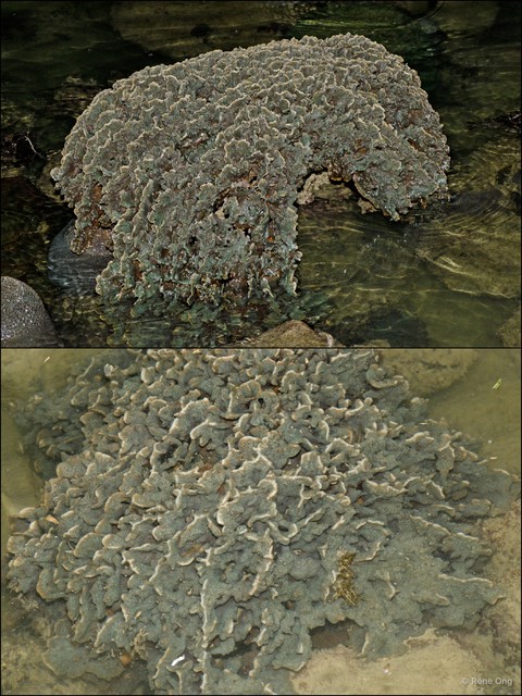 Scleractinia sp. "Hard coral 16" • © Rene Ong • All Rights Reserved
