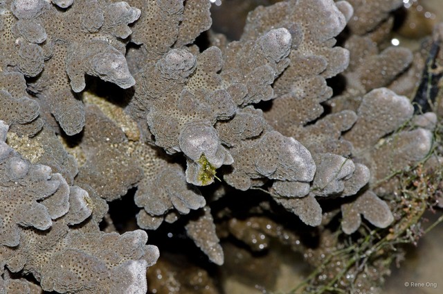 Scleractinia sp. "Hard coral 17" • © Rene Ong • All Rights Reserved