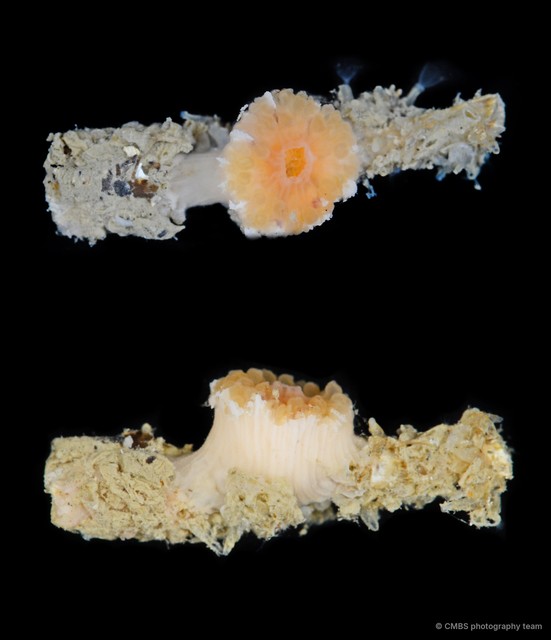Scleractinia sp. "Hard coral 2" • © CMBS photography team • All Rights Reserved