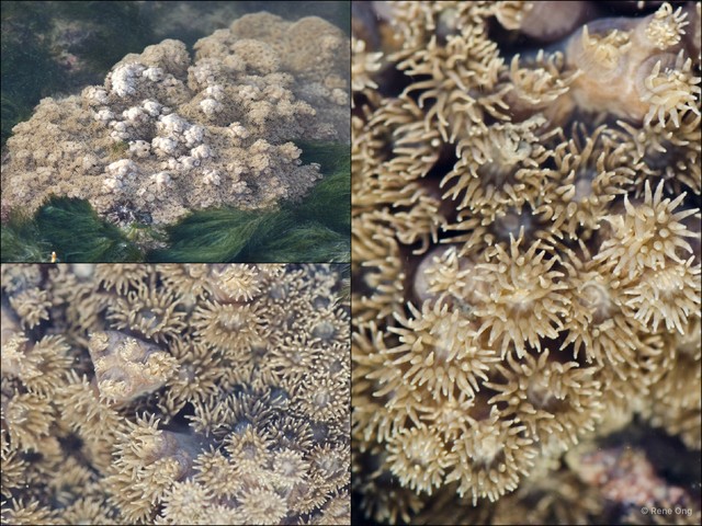 Scleractinia sp. "Hard coral 22" • © Rene Ong • All Rights Reserved