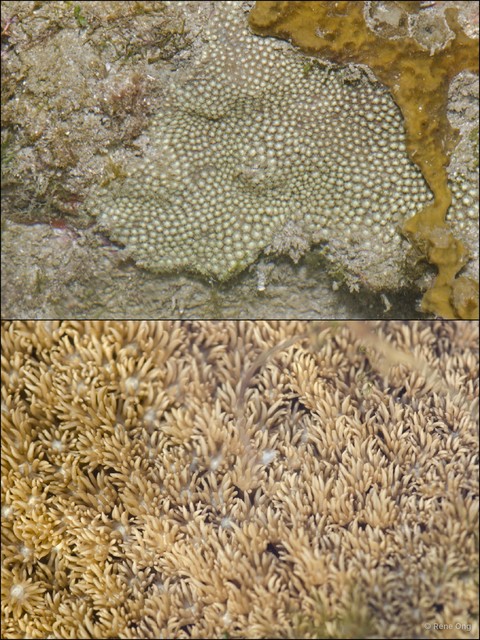 Scleractinia sp. "Hard coral 25" • © Rene Ong • All Rights Reserved