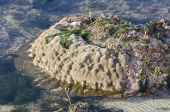 Scleractinia sp. "Hard coral 26"