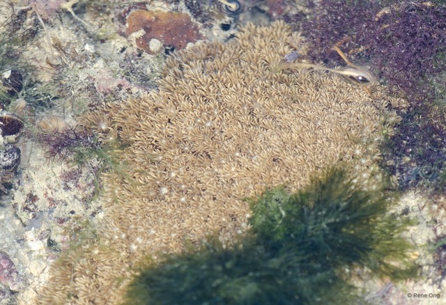 Scleractinia sp. "Hard coral 28" • © Rene Ong • All Rights Reserved